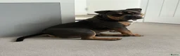 American Bully dogs for stud: Hulk–Stunning Pocket Bully STUD|ABKC Registered - Advert 8