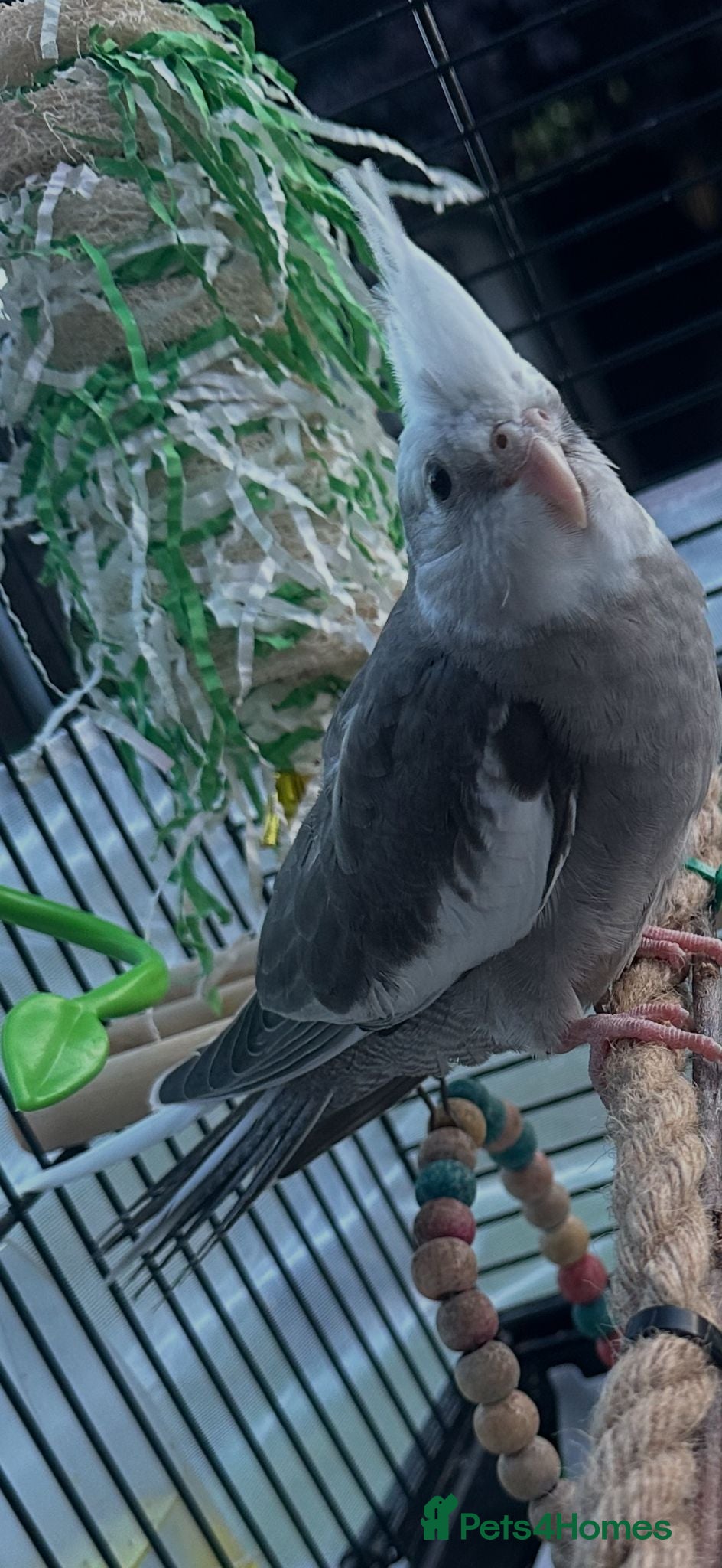 Cockatiels birds Baby Cockatiels Ready Mid July - Advert 21