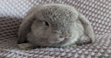 Mini Lop rabbits - Advert 7