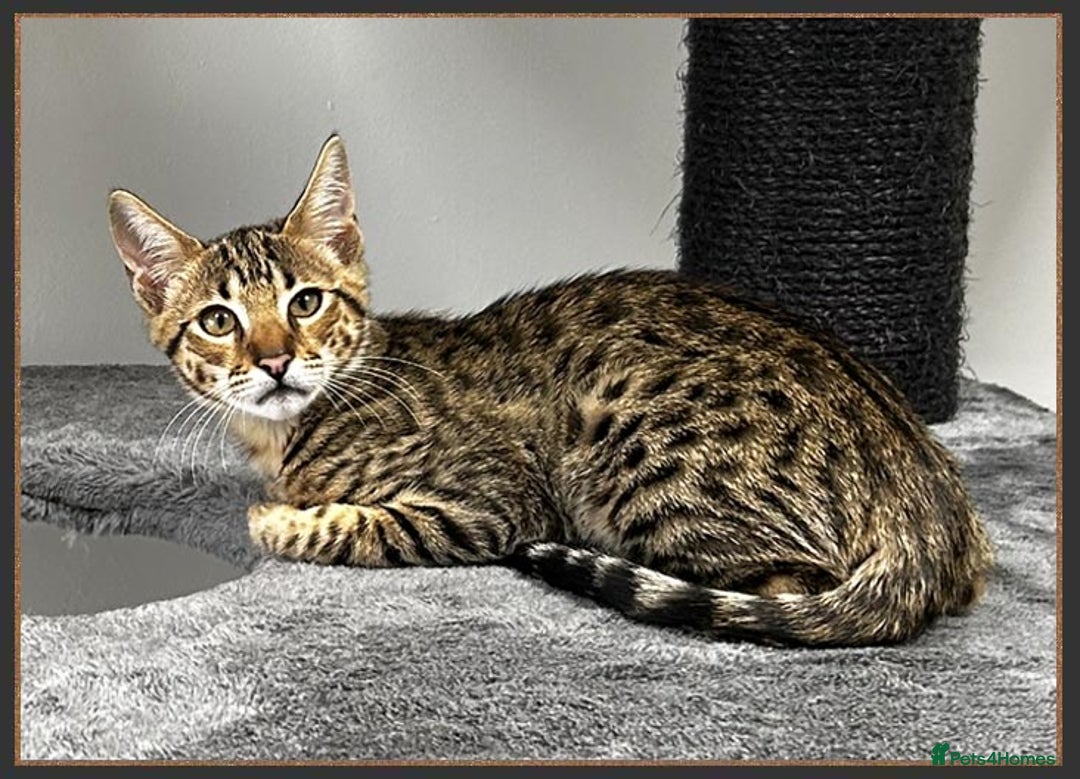 Savannah cats for sale: Ready to go F5 SBT Savannah kittens in Bingley - Image 16