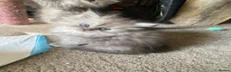 Persian cats for sale: Stunning Persian Chinchilla Kittens - Lancashire. - Advert 24