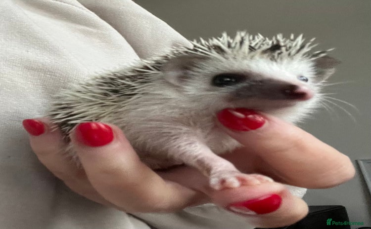 Pygmy Hedgehog rodents African Pygmy hedgehogs hoglets  - Advert 2