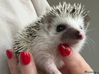 Pygmy Hedgehog rodents African Pygmy hedgehogs hoglets - Advert 3
