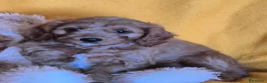 Cavapoo 1