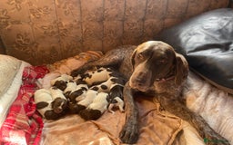 Mixed Breed dogs for sale: GDP and  griffen pointer f1 hybrid  - Image 1