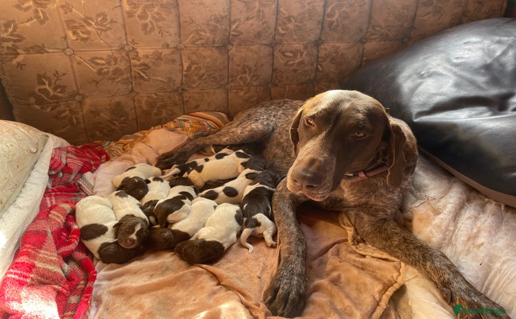 Mixed Breed dogs - Advert 1