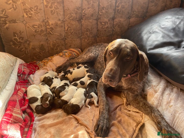 Mixed Breed dogs - Advert 3