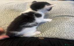 Mixed Breed cats for sale: Perfect Kittens  - Image 13