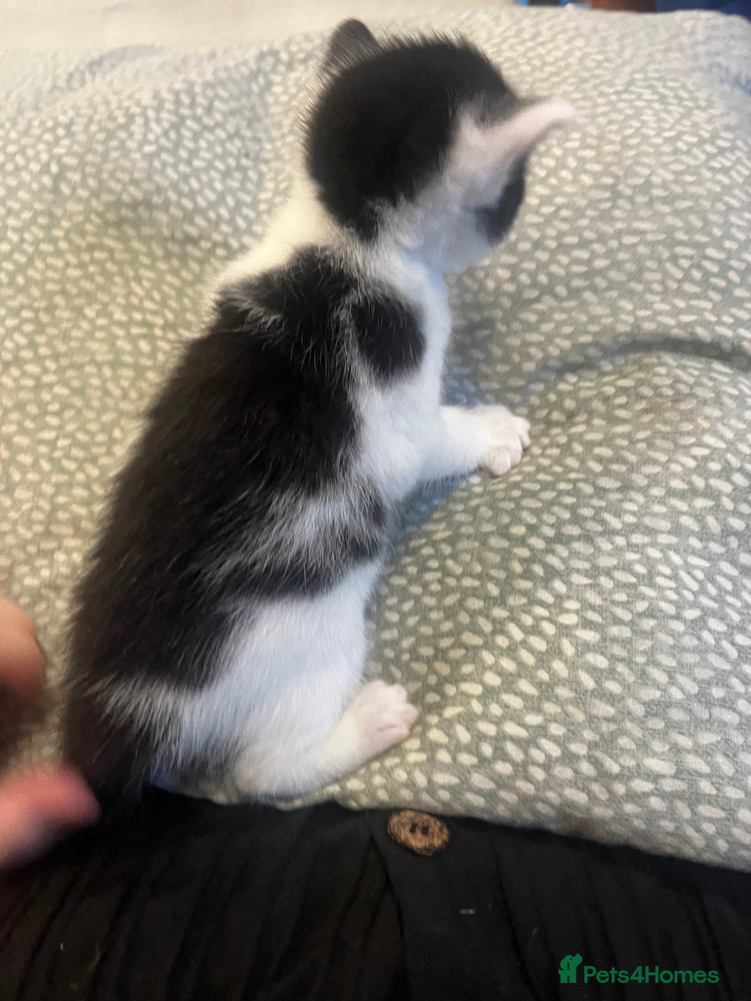 Mixed Breed cats for sale: Perfect Kittens  - Image 13