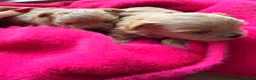 Maltipoo dogs for sale: ✨ Exceptional Maltipo PUPPIES – LOVING HOMES ONLY  - Advert 4