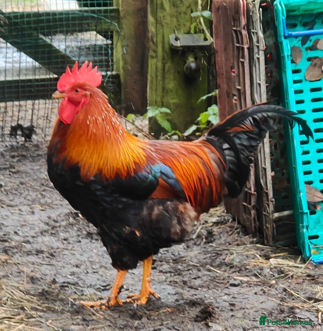 Chickens poultry for sale: Gorgeous Red Cockerel  - Advert 2