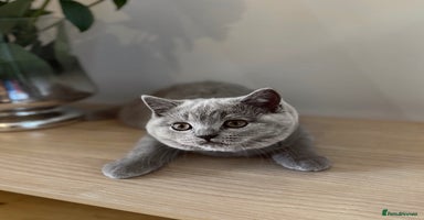 Scottish Fold cats - Advert 10