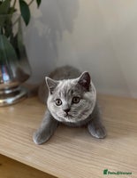 Scottish Fold cats - Advert 10
