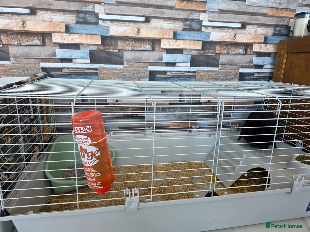 Mini Lop rabbits for sale: Pure black male rabbit in Bristol - Advert 3