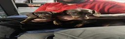 Miniature Dachshund dogs for sale: 4 mini dachshund puppies in Edinburgh - Advert 6