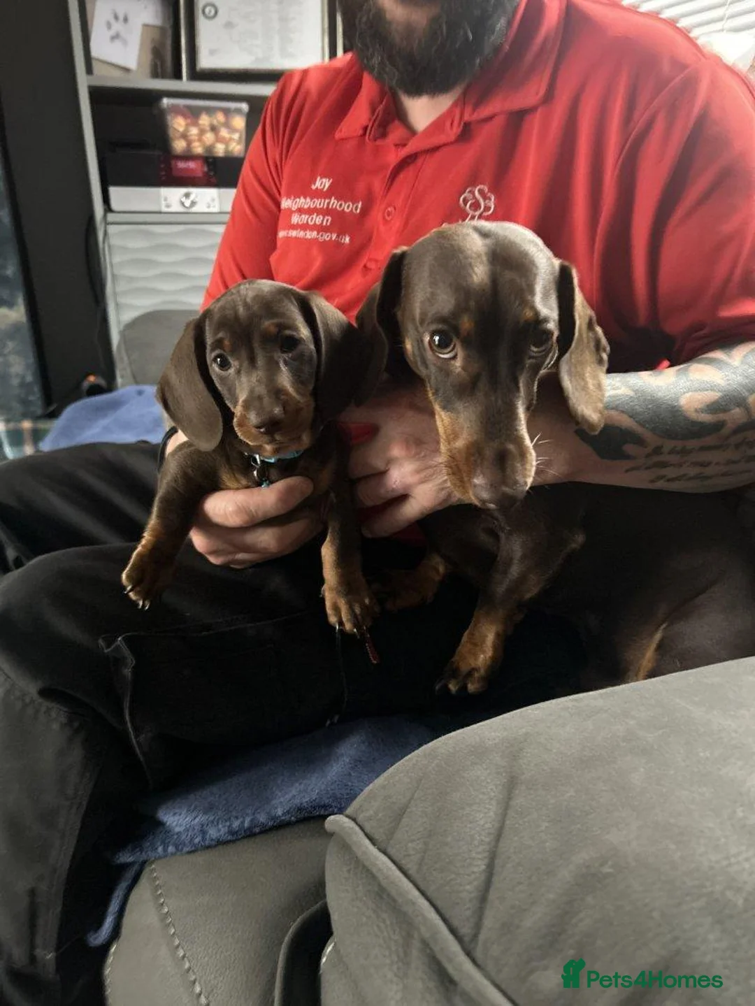 Miniature Dachshund dogs for sale: 4 mini dachshund puppies in Edinburgh - Advert 6