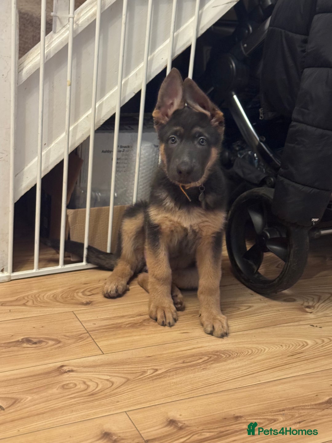 German Shepherd dogs for sale: 15 week old German Shepherd Puppy - Advert 5