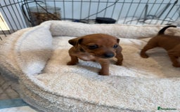 Miniature Pinscher dogs for sale: Beautiful Miniature pinscher puppies - Image 5