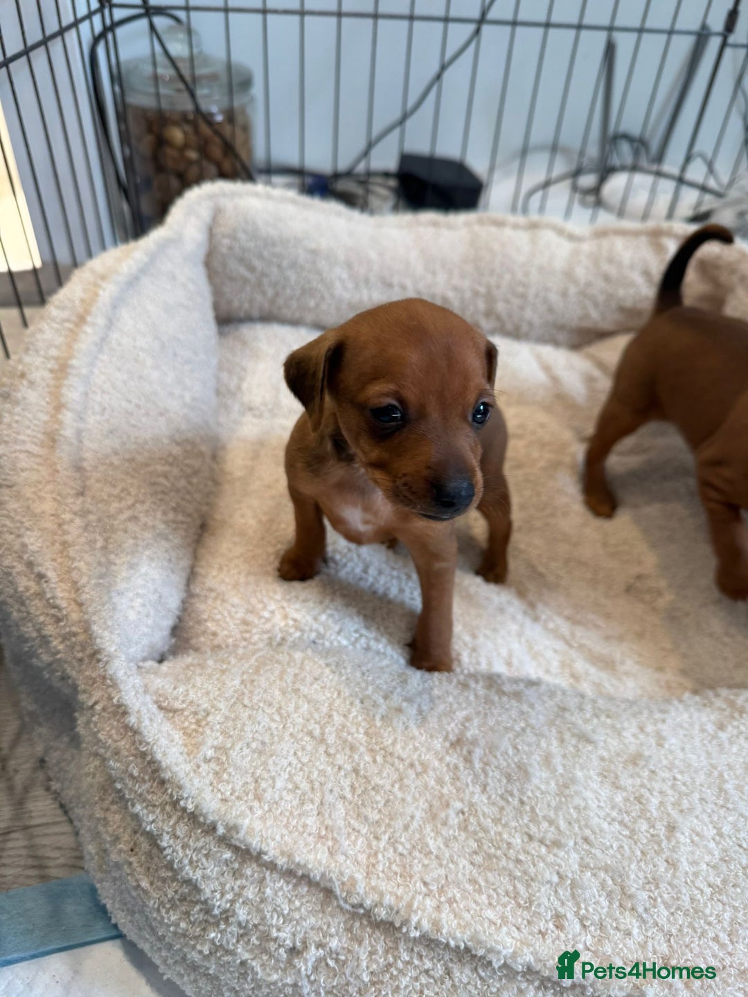 Miniature Pinscher dogs for sale: Beautiful Miniature pinscher puppies - Image 5