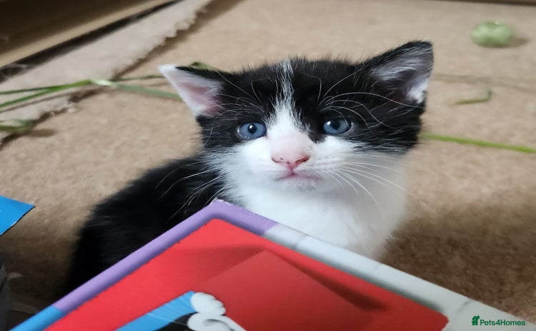 Domestic Shorthair cats - Advert 16
