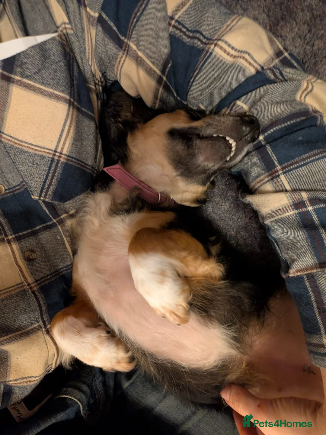 Mixed Breed dogs for adoption: 🐾❤️ LORI – A Little Heart Full of Love ❤️🐾 in Nottingham - Advert 2