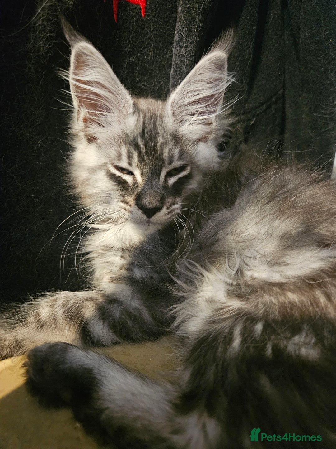 Maine Coon cats for sale:  💖💖 XL MAINE COON *💖💖 ACTIVE 💖💖READY NOW - Advert 10