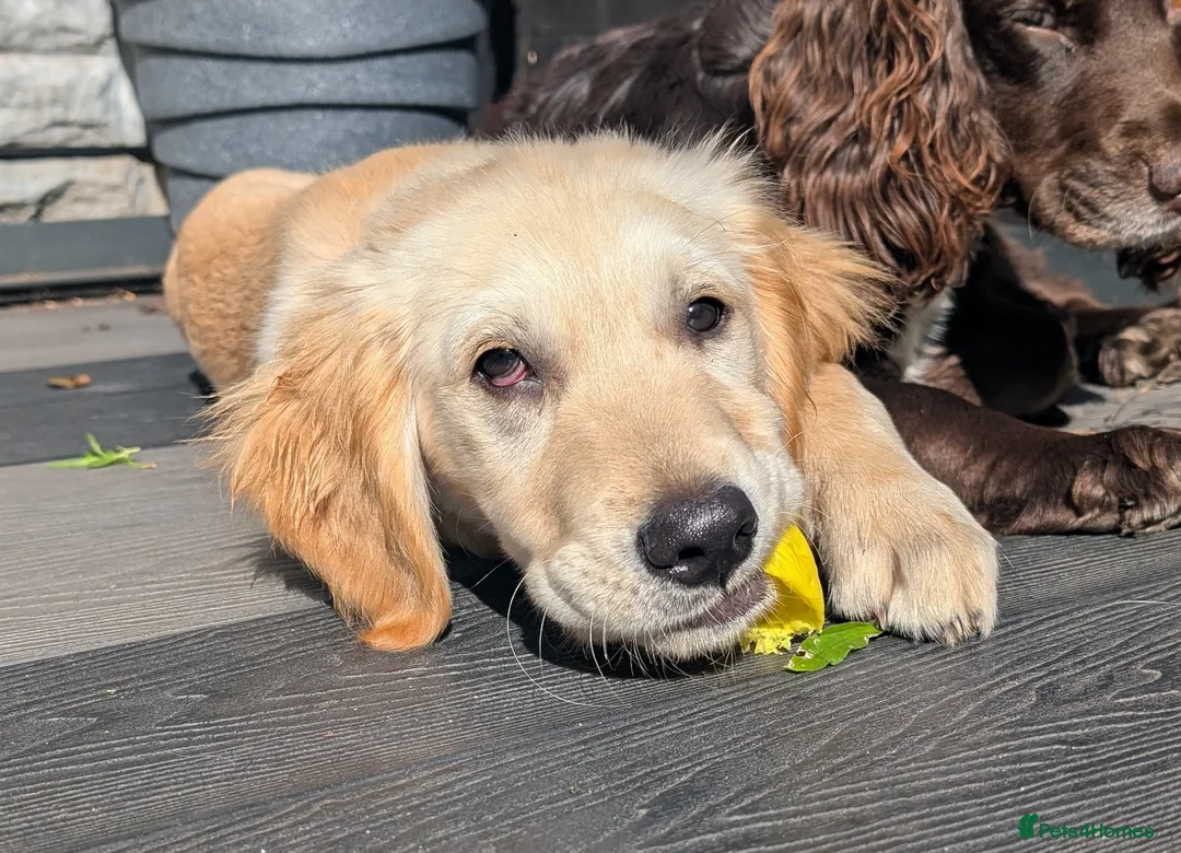 Golden Retriever dogs for stud: Catrigg macadamia (MAX) - Advert 20