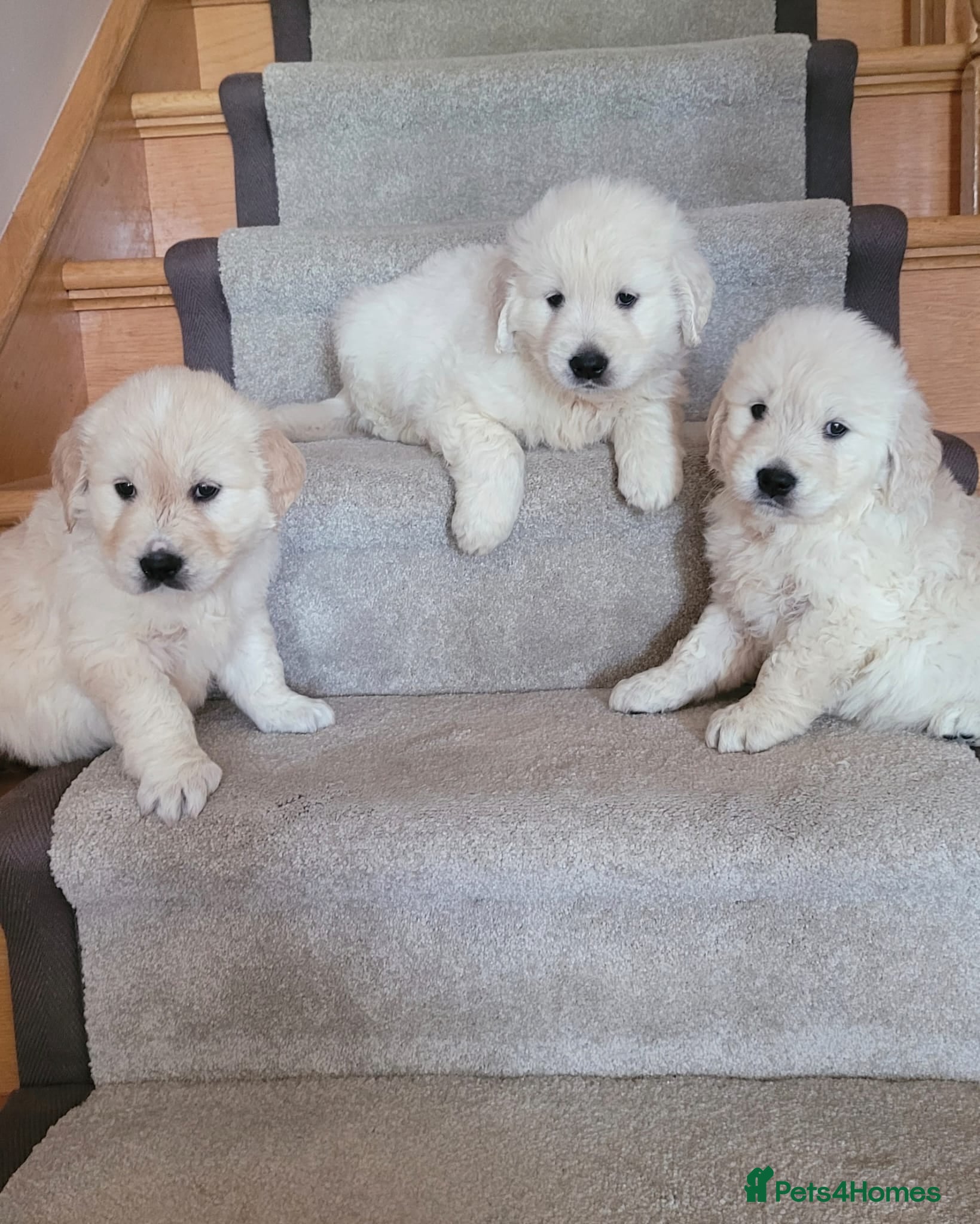 Golden Retriever dogs Golden retriever puppies top quality - Advert 2