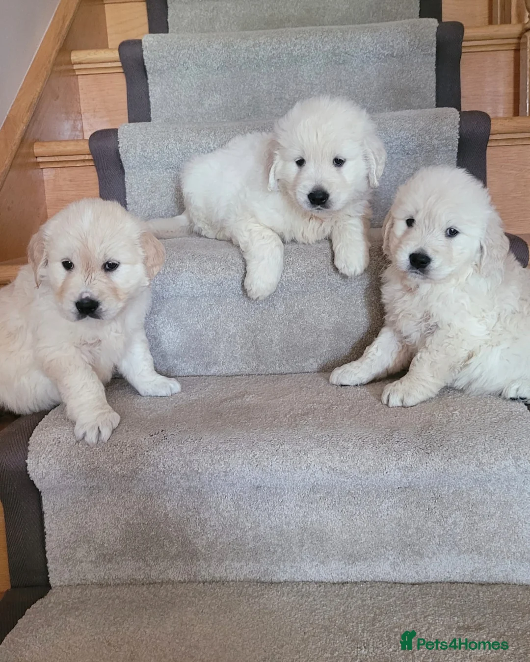 Golden Retriever dogs for sale: Golden retriever puppies top quality - Advert 1
