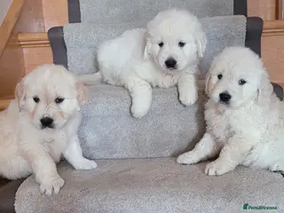 Golden Retriever dogs Golden retriever puppies top quality - Advert 2