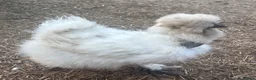 Chickens poultry for sale: Silkie Hatching Eggs – Paint & Cuckoo-Type  - Advert 3