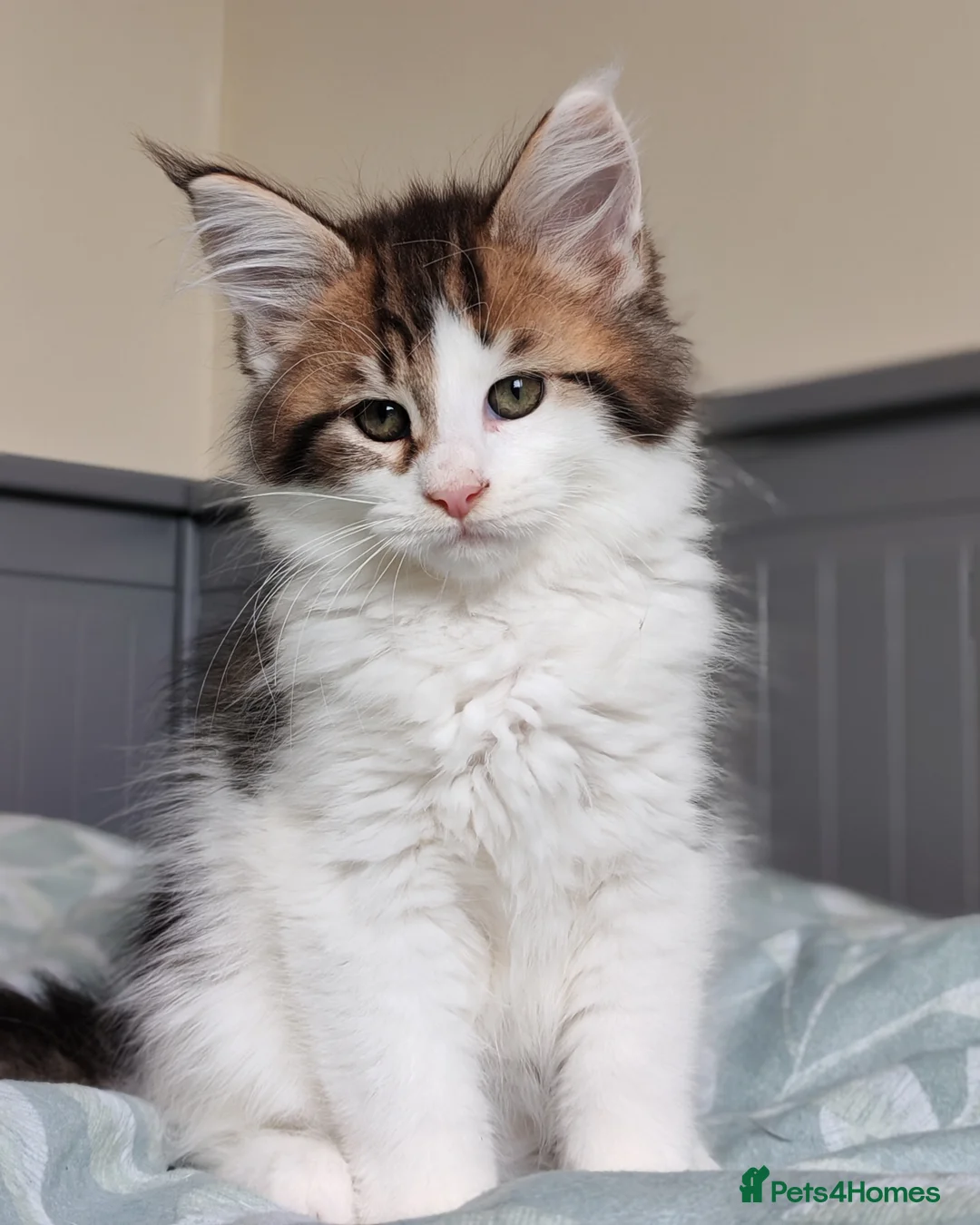 Maine Coon cats for sale: Last kittens ❤️❤️ female left - Advert 1