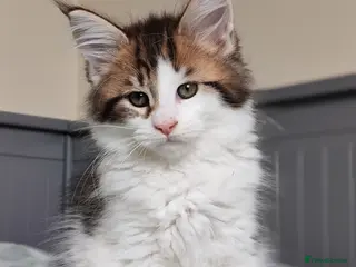 Maine Coon cats Last kittens ❤️❤️ - Advert 2