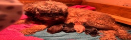 Cockapoo dogs for sale: Stable-tan-black cockapoos F2 - Advert 5