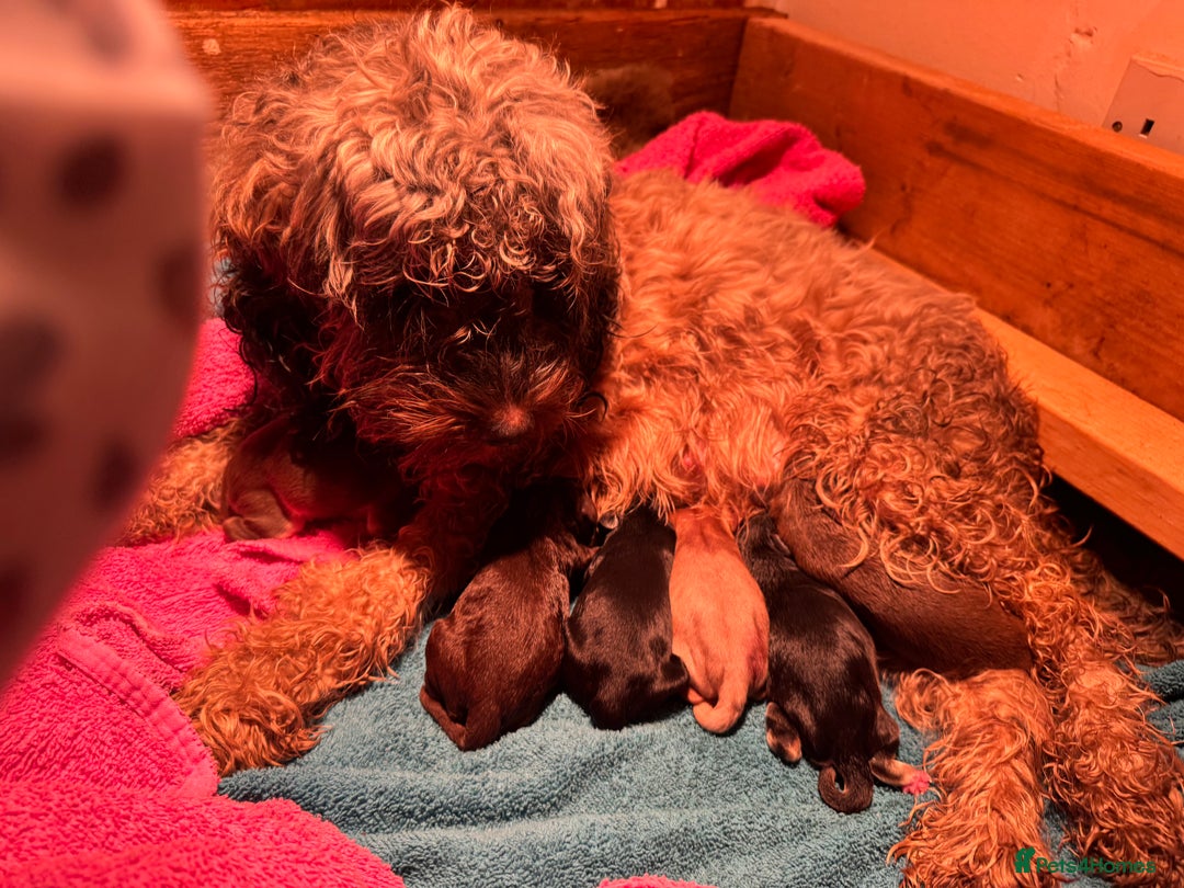 Cockapoo dogs for sale: Stable-tan-black cockapoos F2 - Advert 5