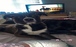 Mixed Breed dogs for sale: Finding her a forever home 🏡  - Image 3