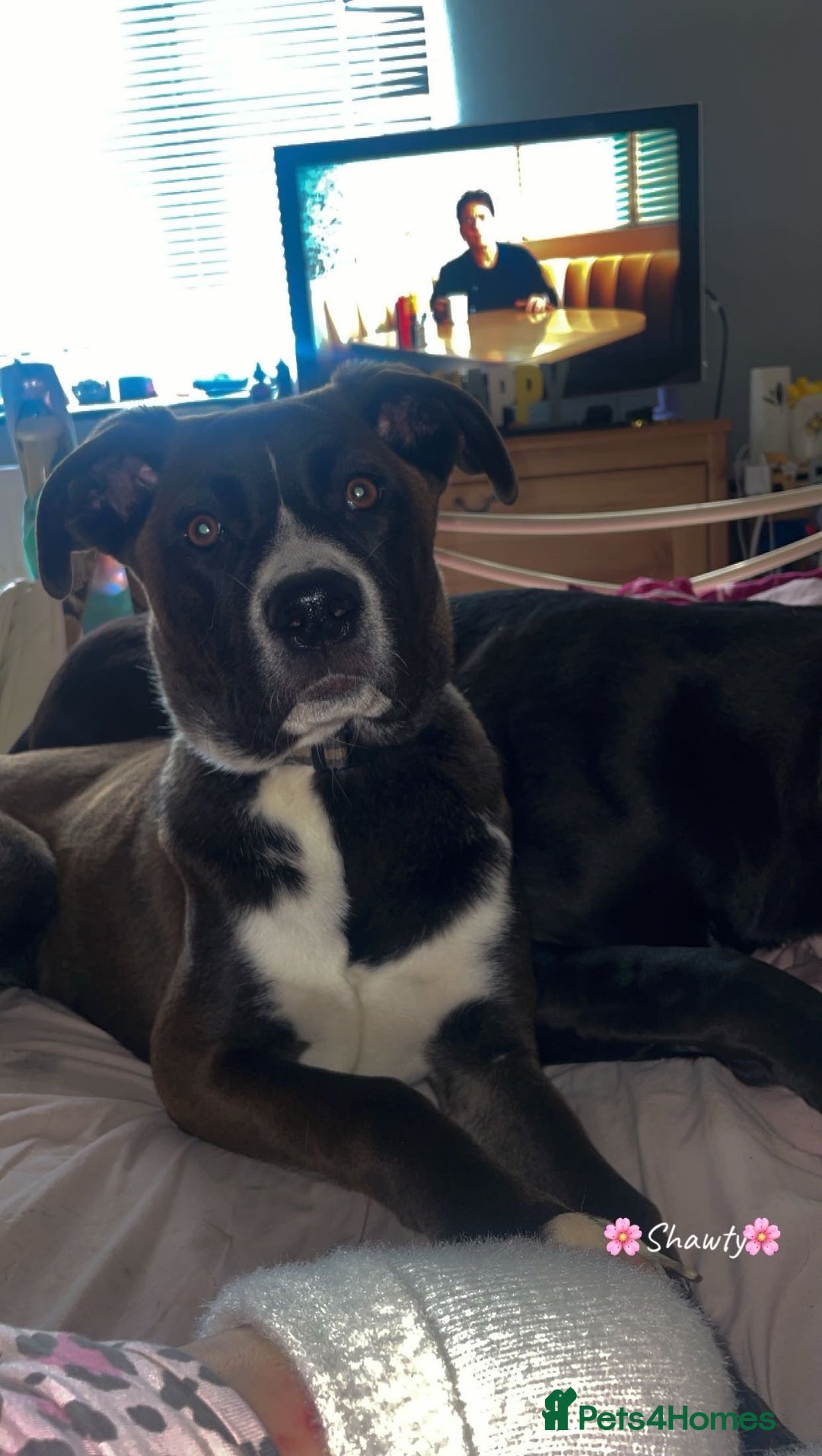 Mixed Breed dogs for sale: Finding her a forever home 🏡  - Image 3