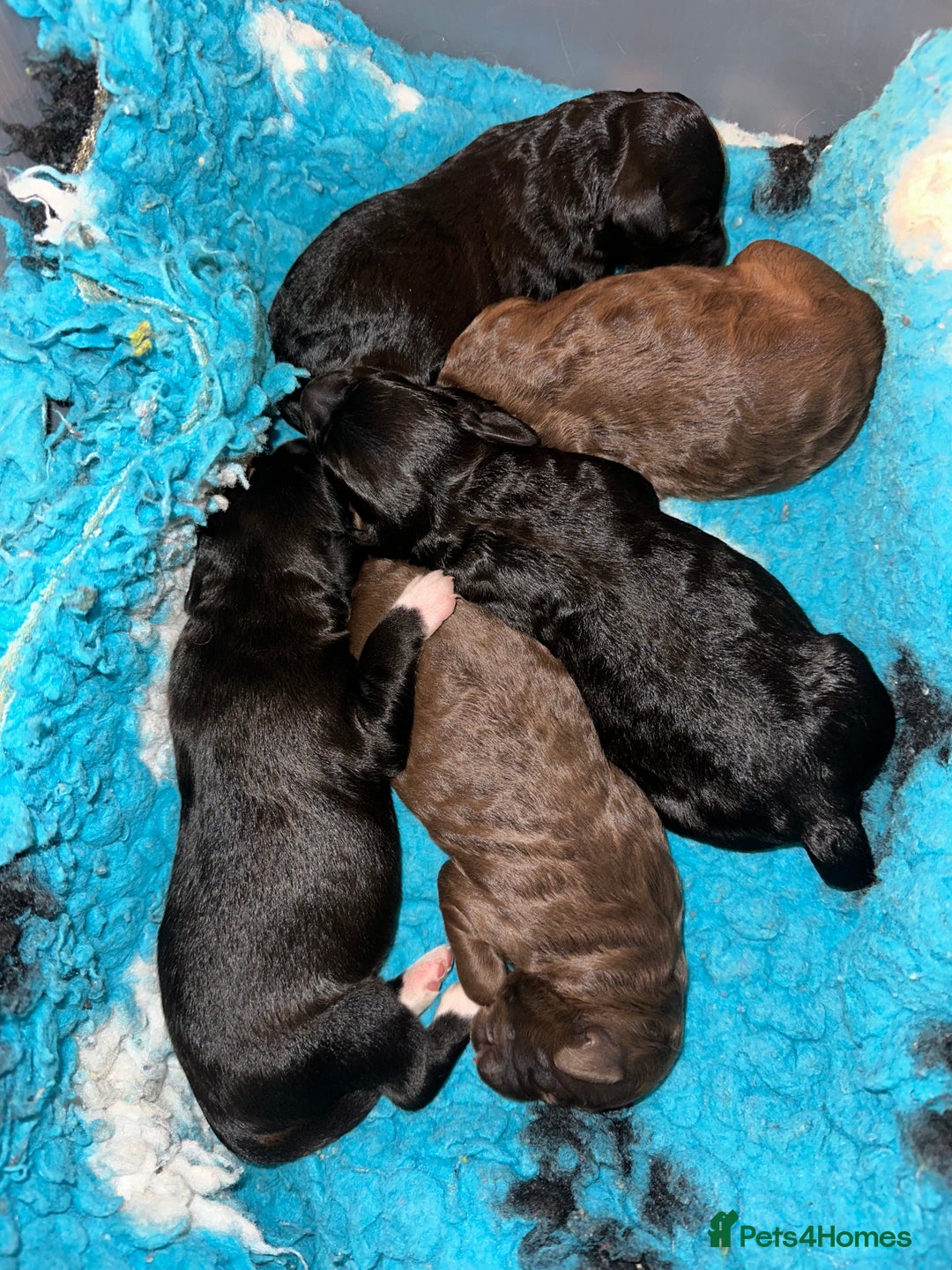 Labradoodle dogs for sale: Our Final Available Puppy - Ready 4th January  - Advert 7