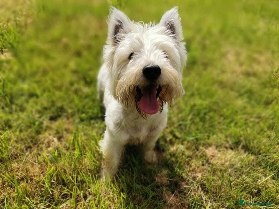 West Highland Terrier dogs for stud: For stud in Consett - Image 8
