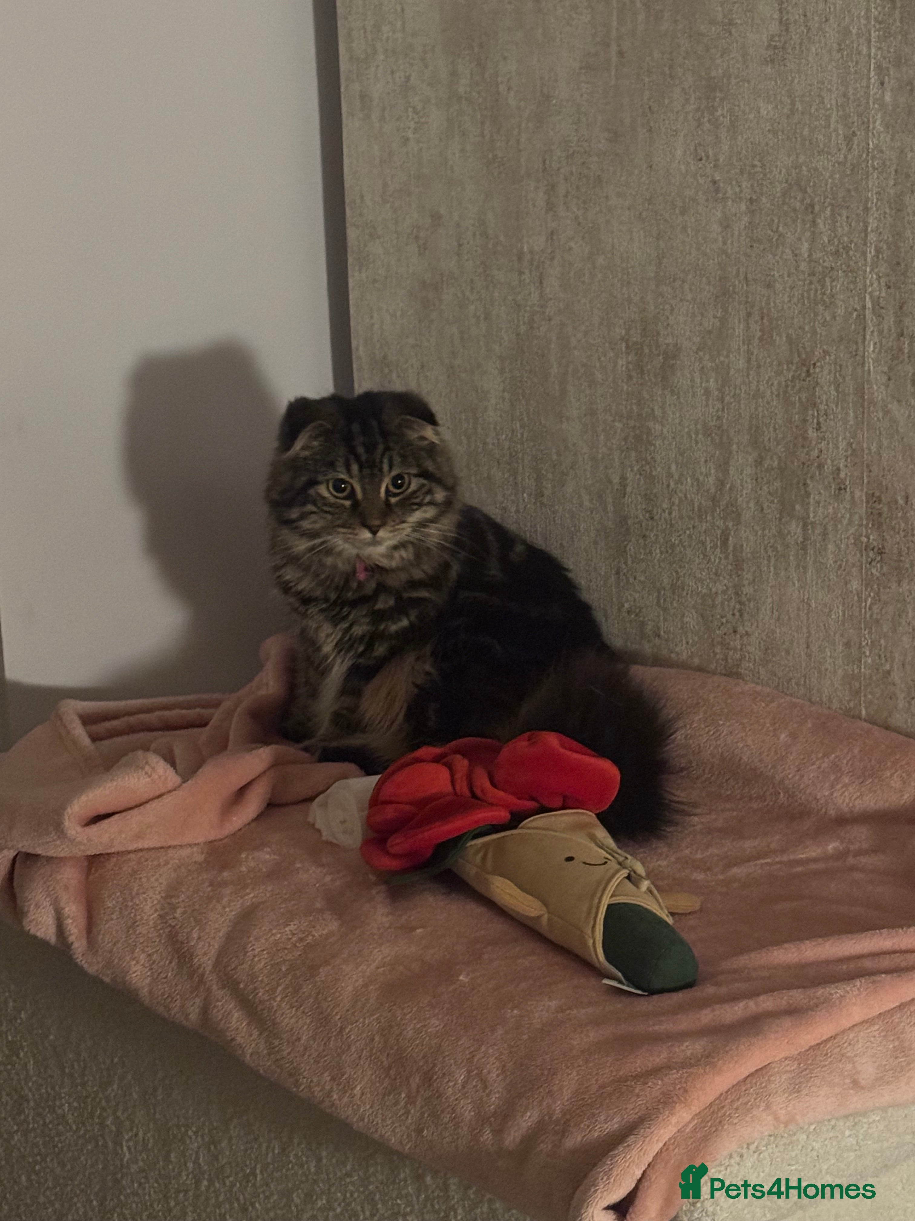 Scottish Fold cats Only one folded ears girl left 🎀 - Advert 3