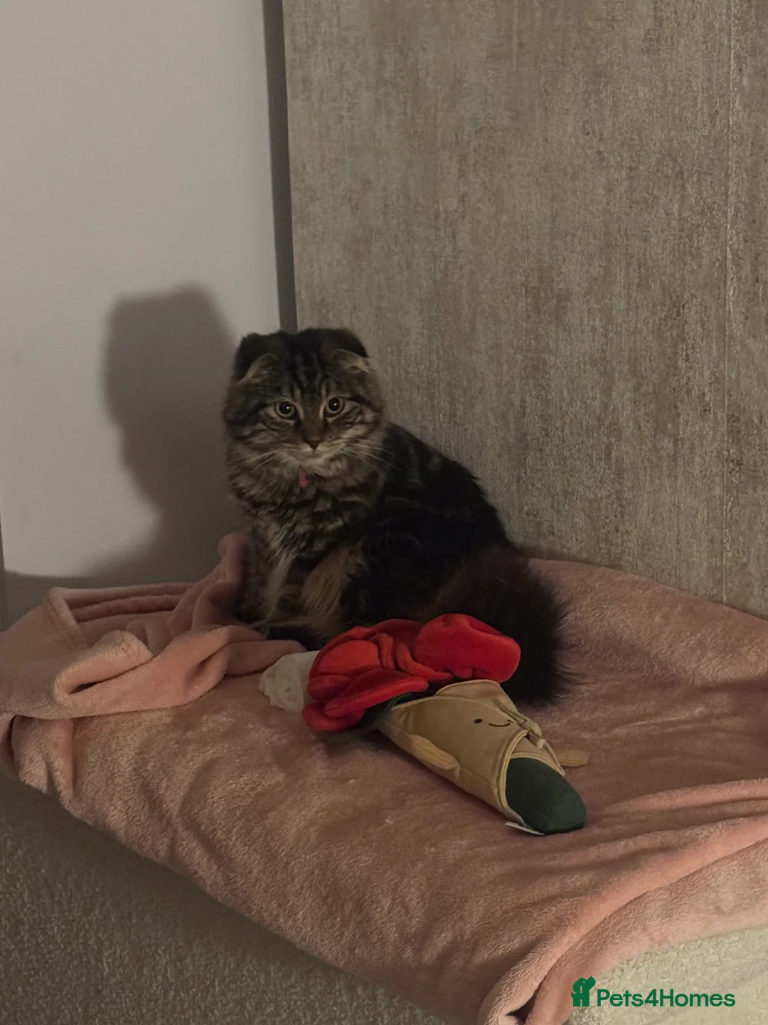 Scottish Fold cats for sale: Only one folded ears girl left 🎀 - Advert 1