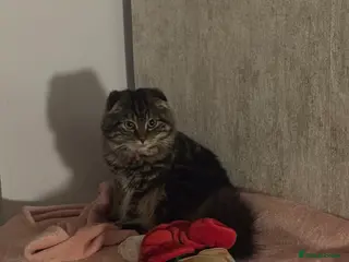 Scottish Fold cats Only one folded ears girl left 🎀 - Advert 3