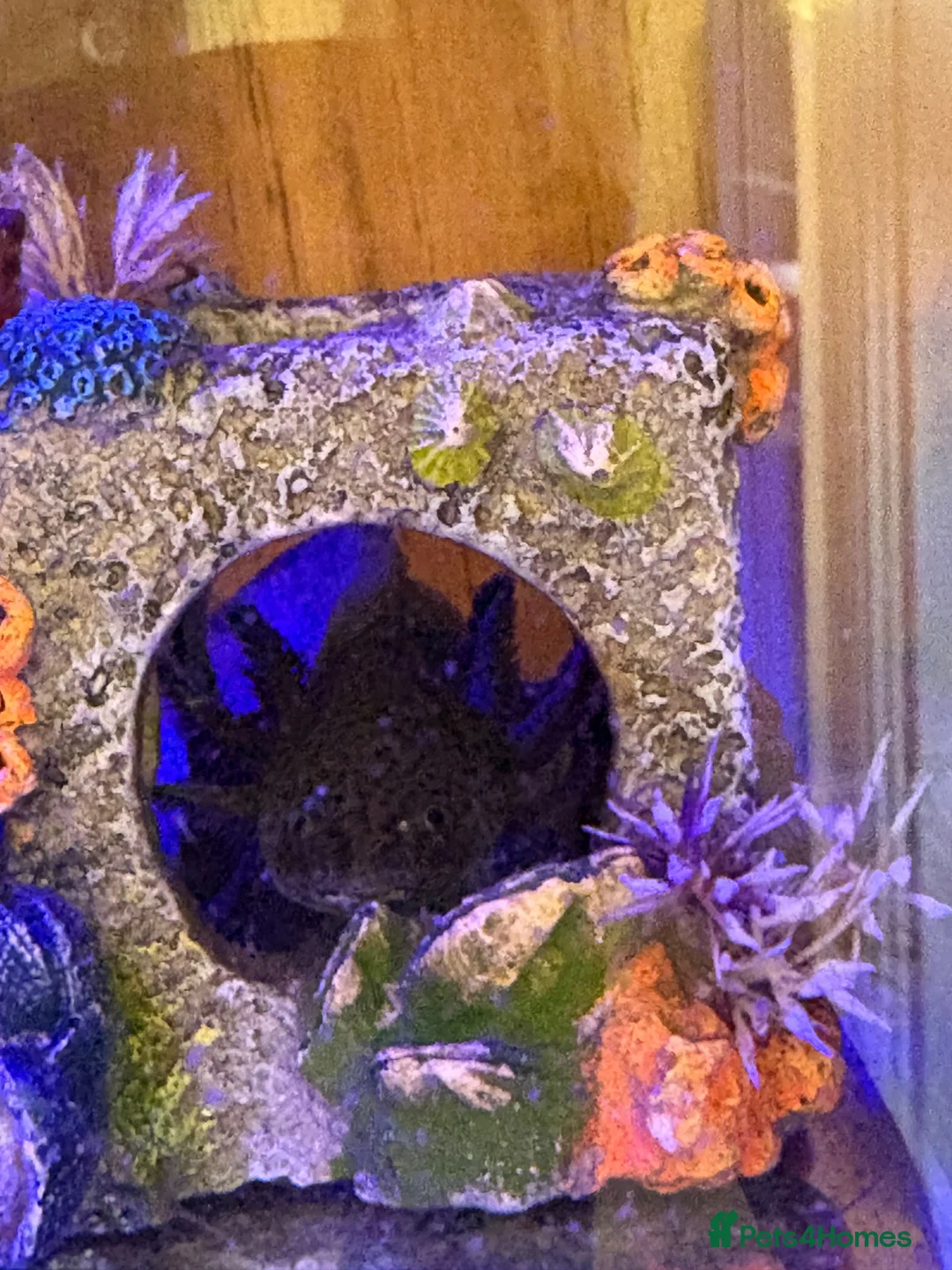 Axolotl reptiles for sale: Axolotl  - Advert 3