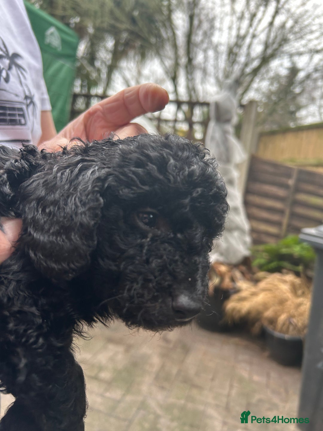 Cockapoo dogs for sale: F1B cockapoo puppies  - Advert 3