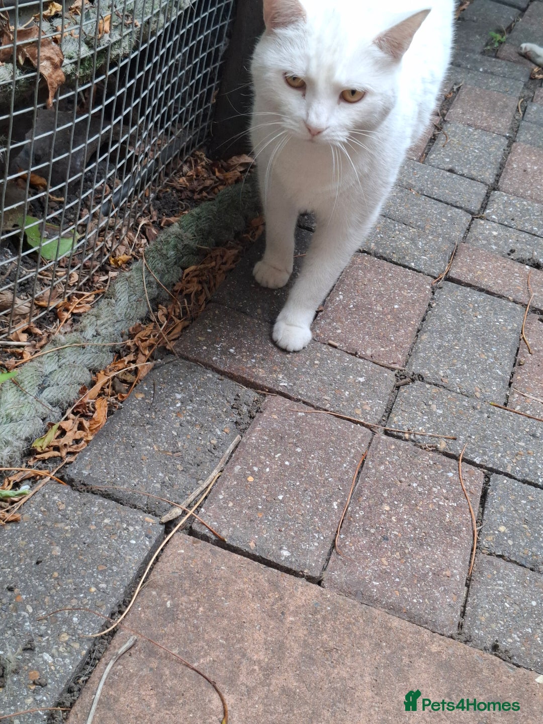 Domestic Shorthair cats for sale: Two 3 year old cats for sale - Image 5