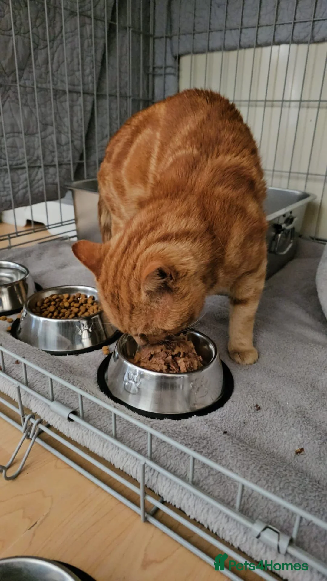 Mixed Breed cats for adoption: Handsome boy Ginger looking for forever home - Advert 2
