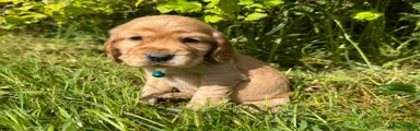 Cocker Spaniel Puppy 2