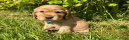 Cocker Spaniel dogs for sale: Show Type +DNA tested - Advert 6