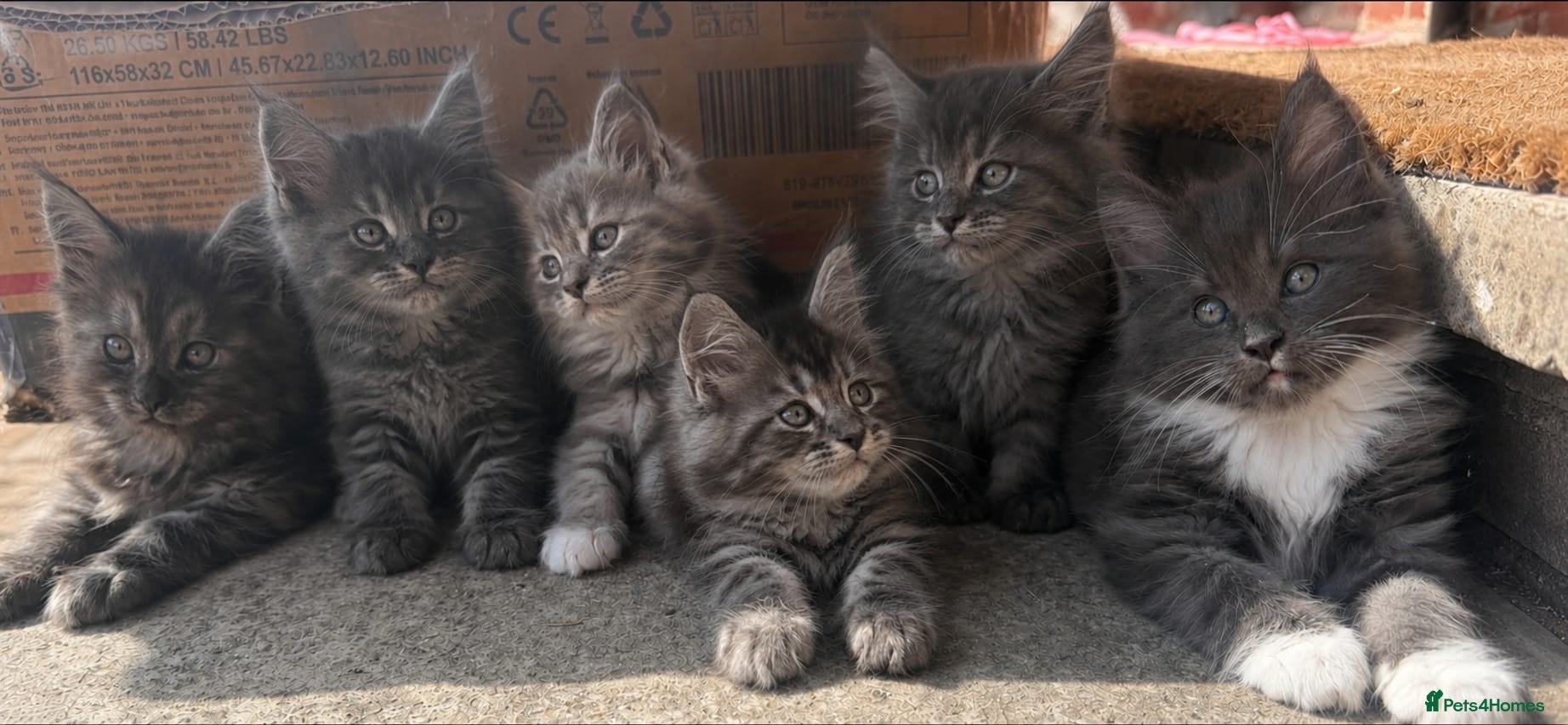 Maine Coon cats Two Maine Coone kittens remaining - Advert 17