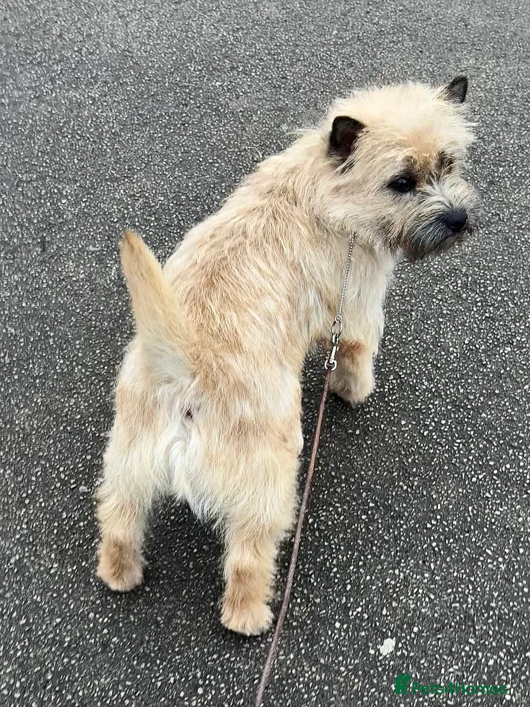 Cairn Terrier dogs for stud: Quality KC reg, health tested stud  - Advert 13